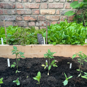 GARDEN WORKSHOP Spring in the Kitchen Garden