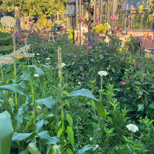 GARDEN WORKSHOP Spring in the Kitchen Garden