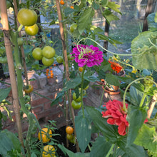 Load image into Gallery viewer, GARDEN WORKSHOP Spring in the Kitchen Garden