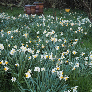 GARDEN WORKSHOP Spring in the Kitchen Garden