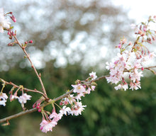 Load image into Gallery viewer, GARDEN WORKSHOP *How to create a winter and early spring garden*