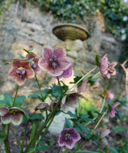 Load image into Gallery viewer, GARDEN WORKSHOP *How to create a winter and early spring garden*