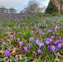 Load image into Gallery viewer, GARDEN WORKSHOP *How to create a winter and early spring garden*