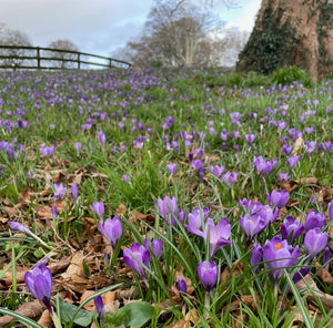 GARDEN WORKSHOP *How to create a winter and early spring garden*