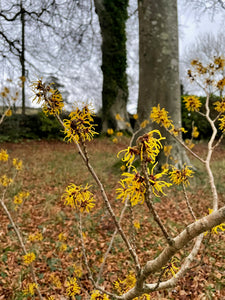 GARDEN WORKSHOP *How to create a winter and early spring garden*