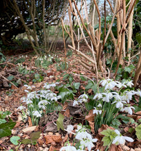 Load image into Gallery viewer, GARDEN WORKSHOP *How to create a winter and early spring garden*