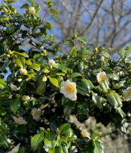 Load image into Gallery viewer, GARDEN WORKSHOP *How to create a winter and early spring garden*