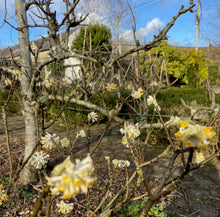 Load image into Gallery viewer, GARDEN WORKSHOP *How to create a winter and early spring garden*
