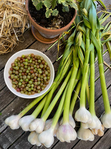 GARDEN WORKSHOP **HOW TO GROW WHAT YOU LOVE TO EAT**