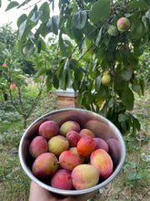 Load image into Gallery viewer, GARDEN WORKSHOP **HOW TO GROW WHAT YOU LOVE TO EAT**