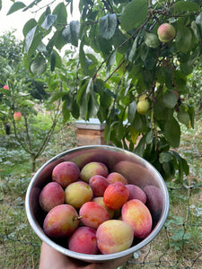 GARDEN WORKSHOP **HOW TO GROW WHAT YOU LOVE TO EAT**